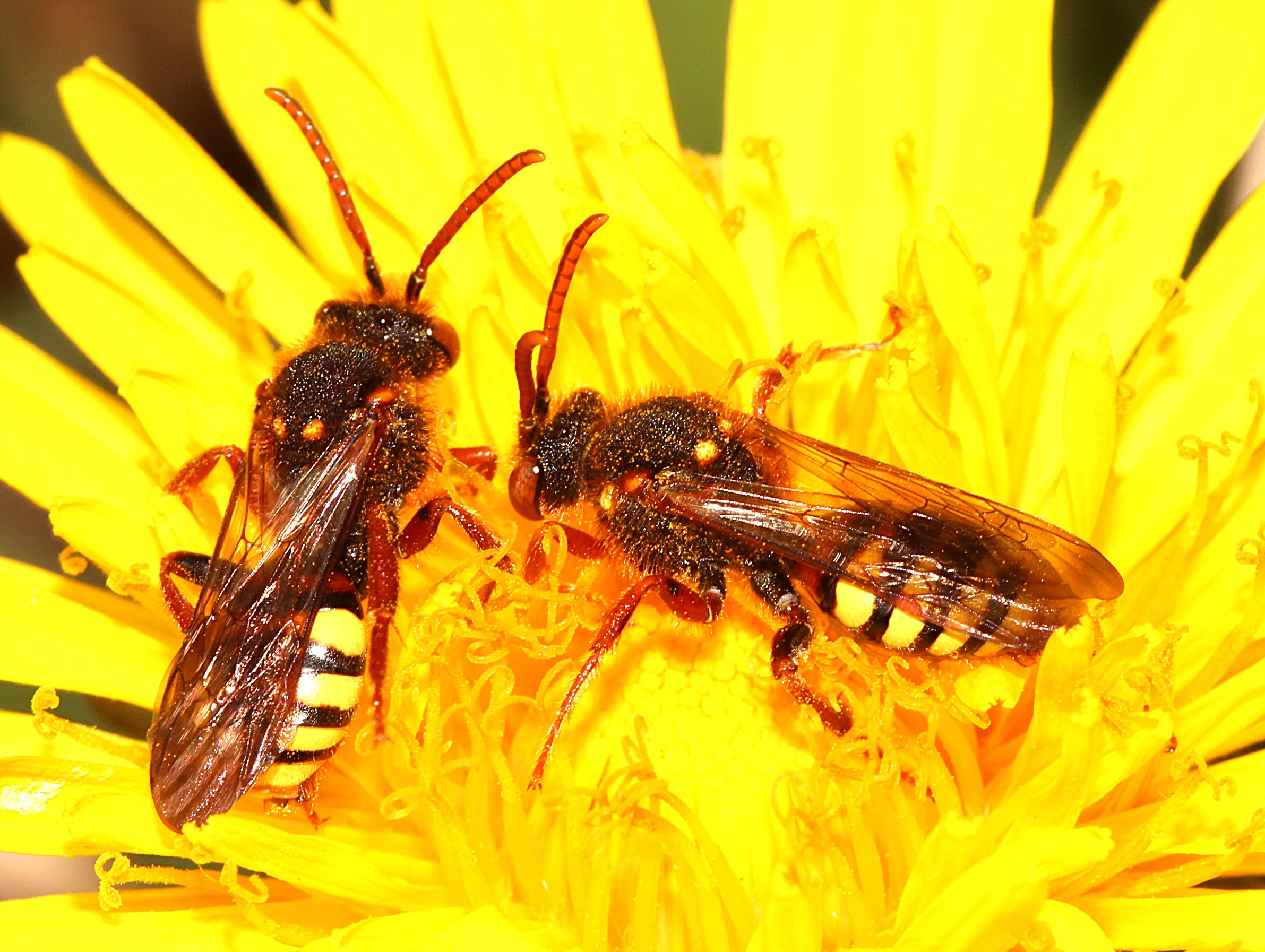 Nomada lathburiana-Kuckuck von Andrena vaga